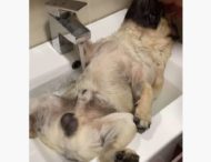 Пес наслаждался собачьим спа