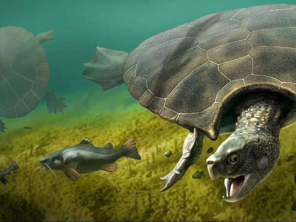 Черепаха отобрала у рыбака плоскогубцы Черепаха отобрала у рыбака плоскогубцы