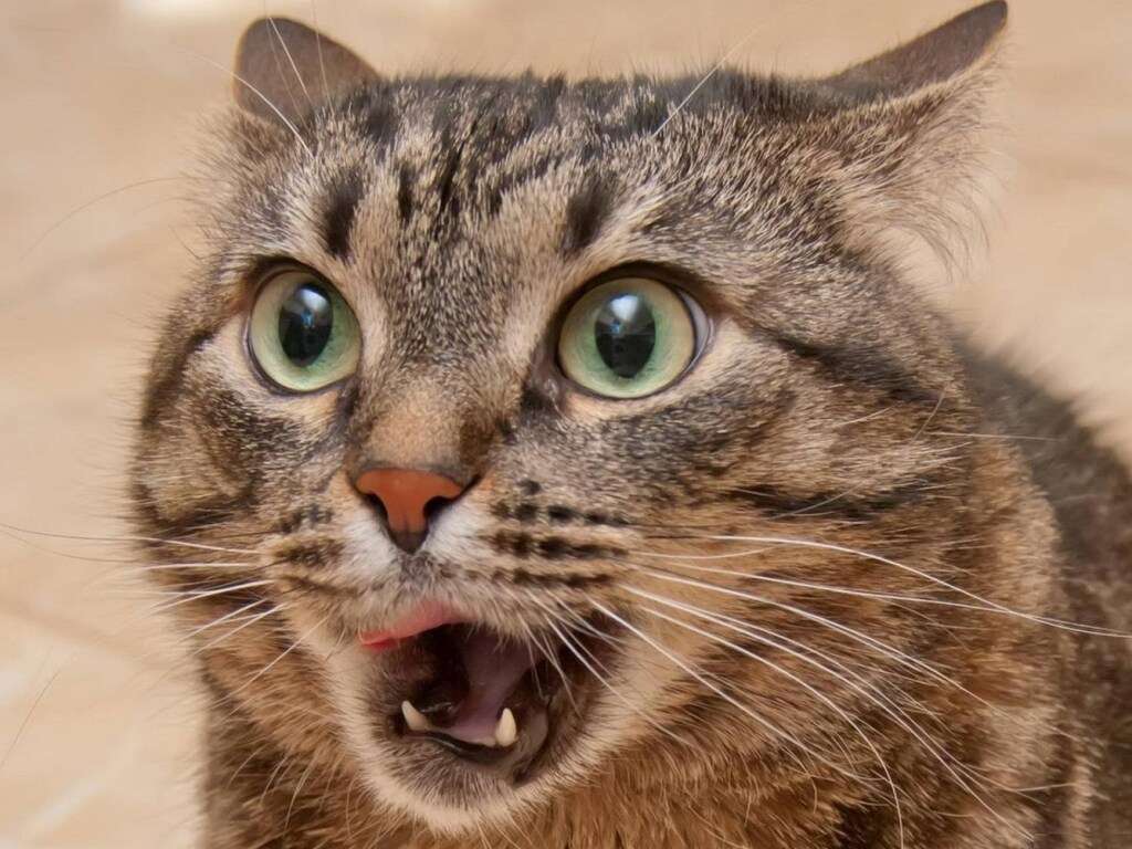 Хозяйка напугала котов движением пальца Хозяйка напугала котов движением пальца