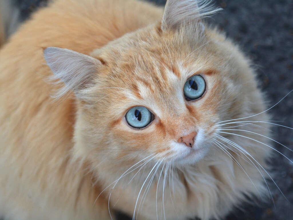 Кот отлично справляется с работой стоматолога Кот отлично справляется с работой стоматолога