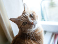 Кошка нежно прижалась к хозяину и с обожанием на него посмотрела