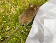 Женщина оживила полевую мышь