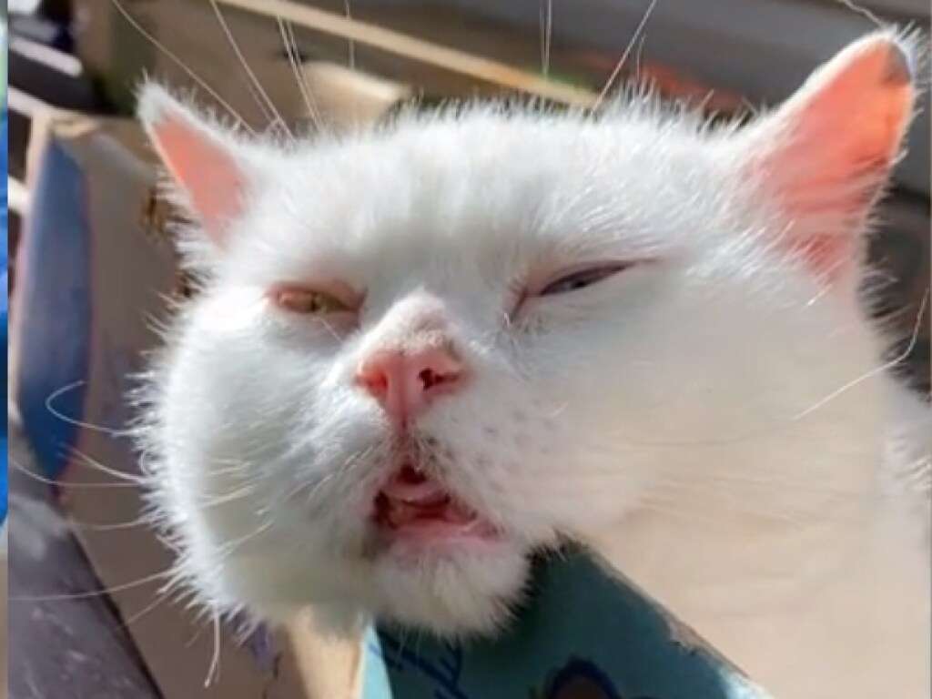 Что сделала с котом кошачья мята Что сделала с котом кошачья мята