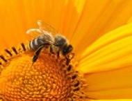 На Дніпропетровщині активізувалися бджоли