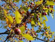 На Дніпропетровщині у ботсаду плодоносять дикорослі яблуні (Фото)