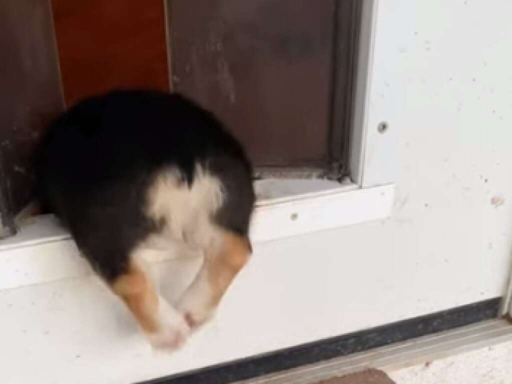 Щенок совершил первое самостоятельное «путешествие» Щенок совершил первое самостоятельное «путешествие»