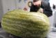 Мужчина обнаружил «сахарную вату» внутри 130-килограммового арбуза