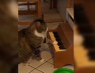 Американка научила своего кота играть на пианино
