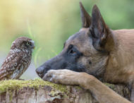 Собака и сова удивляют крепкой дружбой