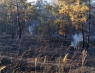 На Дніпропетровщині у лісовому масиві сталася пожежа