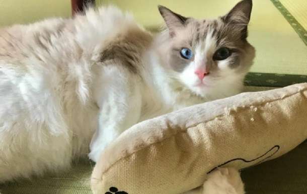 В Японии можно арендовать кота на ночь В Японии можно арендовать кота на ночь