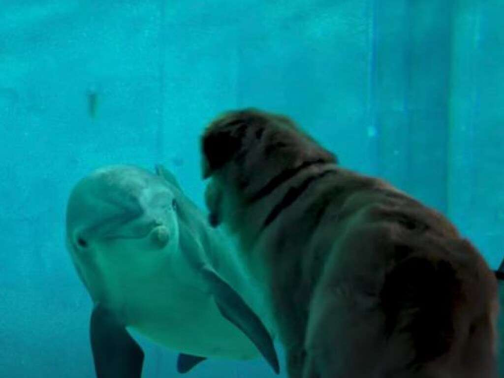 Ретривер и дельфин стали лучшими друзьями Ретривер и дельфин стали лучшими друзьями