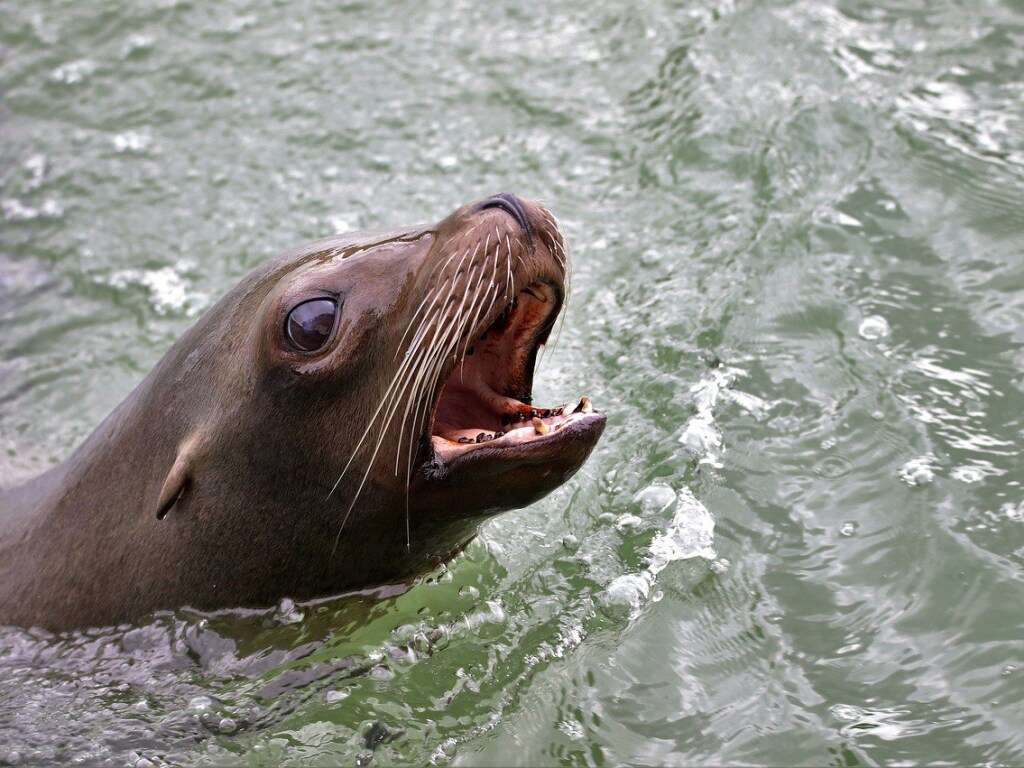 Морской лев съел наживку рыбаков Морской лев съел наживку рыбаков