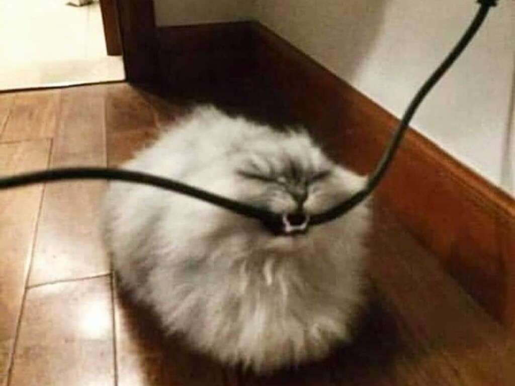 Кот кусающий провод стал звездой Сети Кот кусающий провод стал звездой Сети