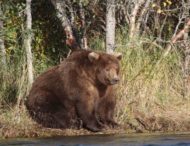 Найден один из самых толстых медведей в мире