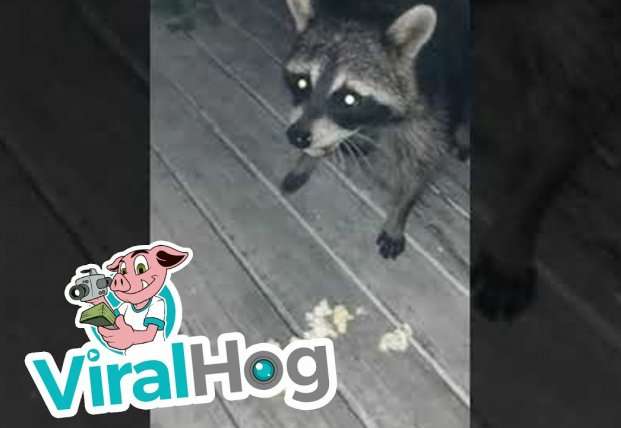 Енота накормили попкорном Енота накормили попкорном