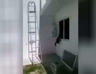 Кот-ямакаси бегает по стенам