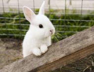 Сеть насмешил забавный кролик поедающий арбуз
