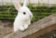 Сеть насмешил забавный кролик поедающий арбуз