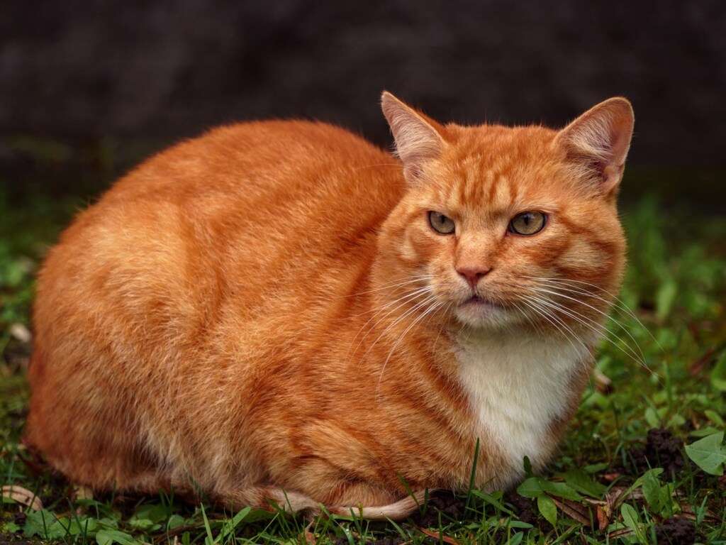 Кот застукал кошку с любовником Кот застукал кошку с любовником