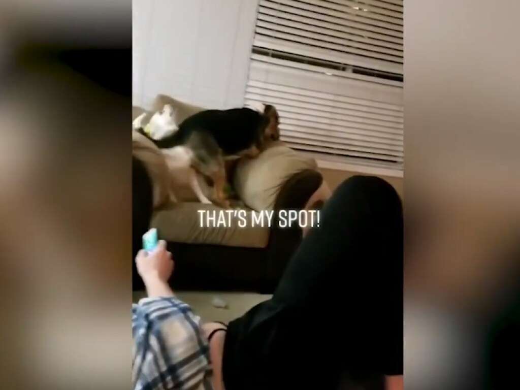 Собаки устроили битву за любимое кресло Собаки устроили битву за любимое кресло