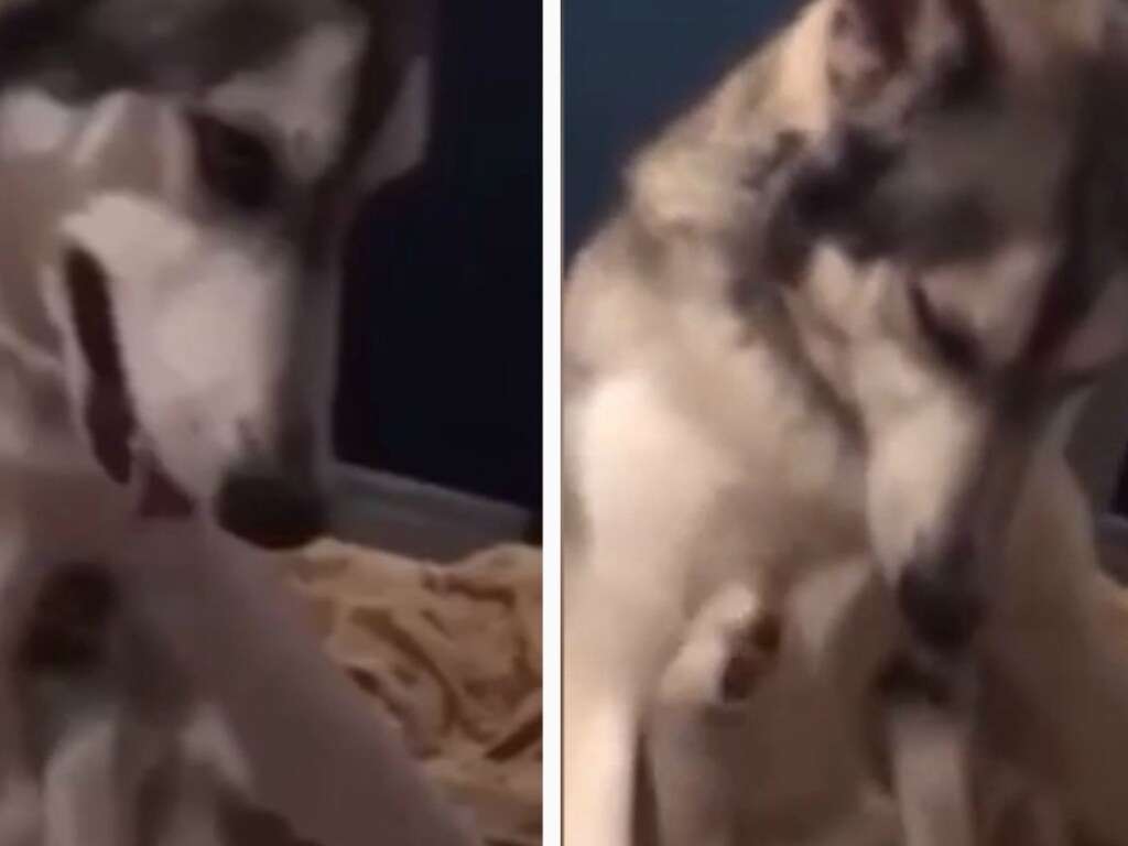 Пес придумал, как самостоятельно чесать себе пузико Пес придумал, как самостоятельно чесать себе пузико