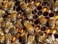 Пьяные пчелы разоряют хозяйственные ульи