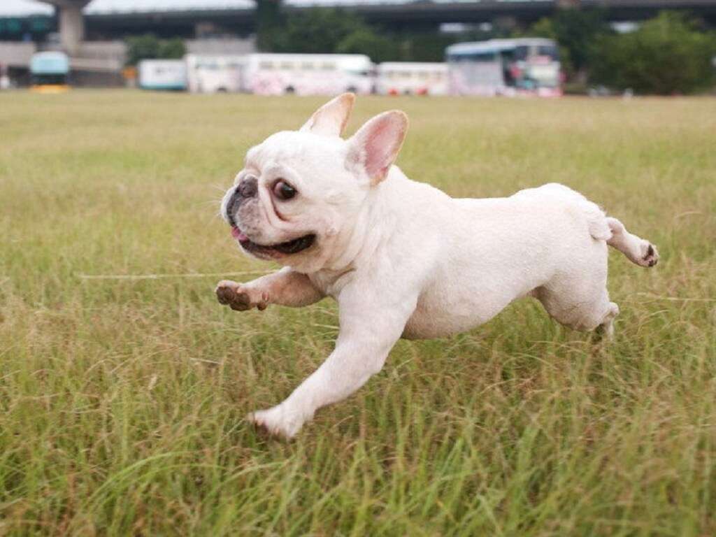 Бульдог удивил смешными прыжками Бульдог удивил смешными прыжками