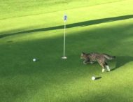 Кошка по-своему играет в гольф с хозяйкой