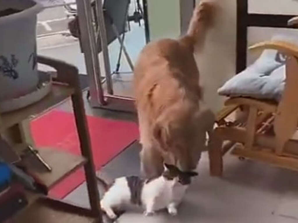 Сеть удивили очень послушные собаки Сеть удивили очень послушные собаки