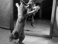 Кот увидел свое отражение в миске и начал драться