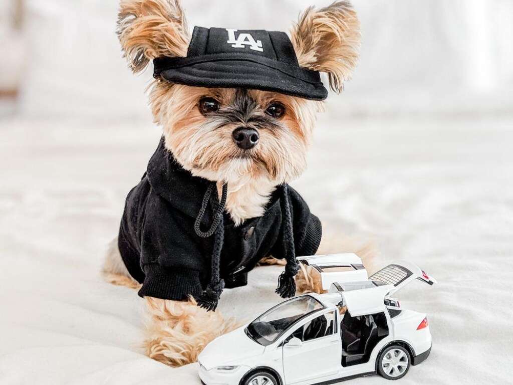 Модный пёс стал звездой Сети Модный пёс стал звездой Сети