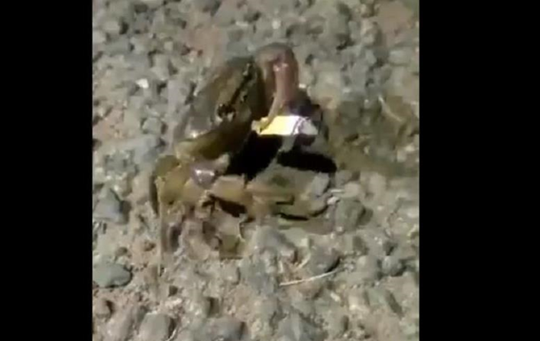 Курящий краб позабавил соцсети Курящий краб позабавил соцсети