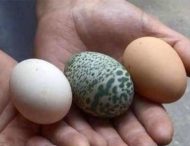 В Китае курица снесла необычное узорчатое яйцо