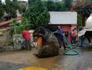 Из канализации вытащили «крысу» размером с авто