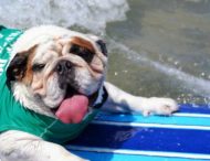 В США прошли соревнования для собак-серфингистов