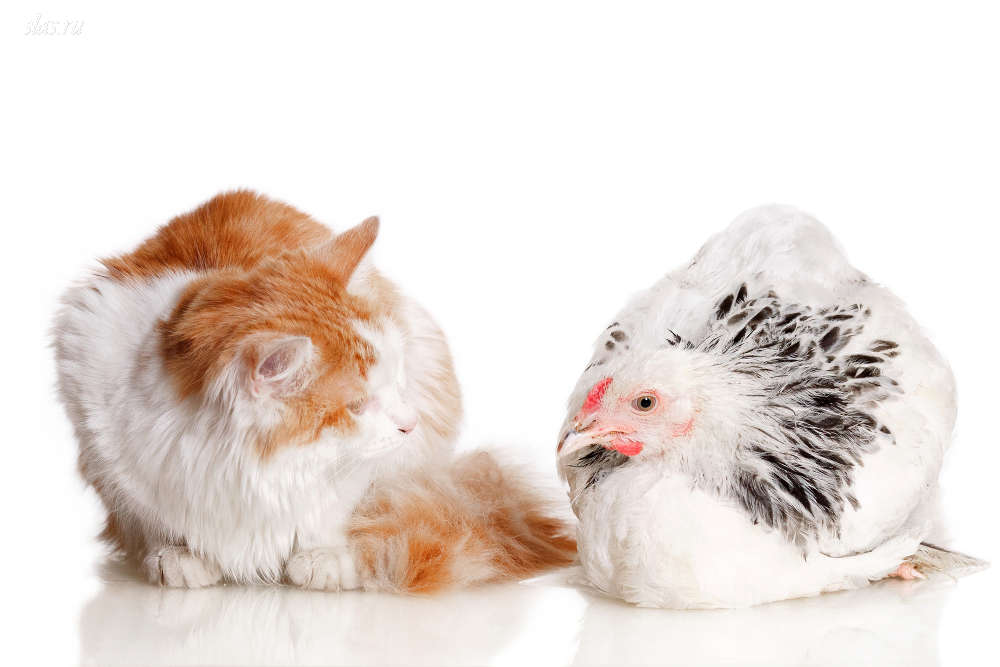 Кошка позабавила своей реакцией на курицу Кошка позабавила своей реакцией на курицу