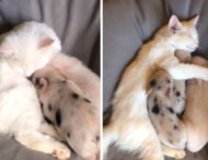Кошка стала матерью для поросят