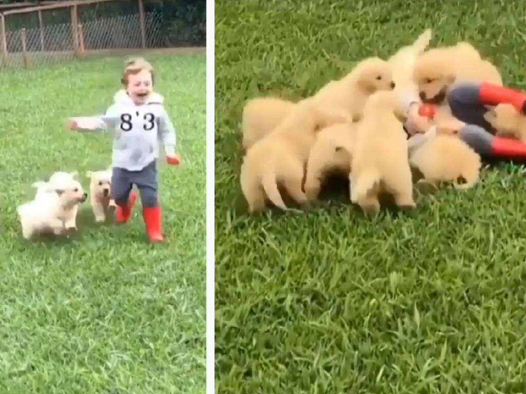 Толпа щенков атаковала малыша Толпа щенков атаковала малыша