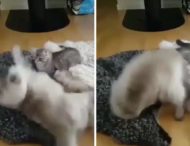 Котенка шокировало странное поведение мамы-кошки