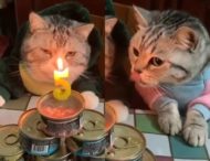 Кот-именинник не впечатлен своим днем рожденья