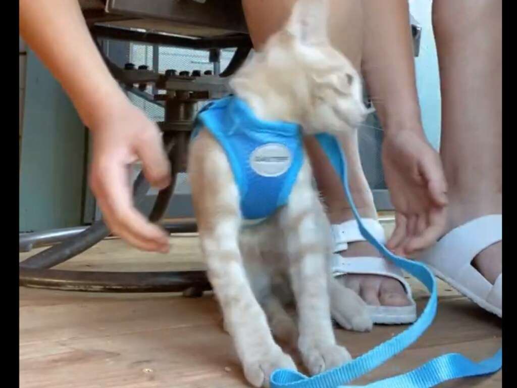 Котенок удивил реакцией на новый поводок Котенок удивил реакцией на новый поводок