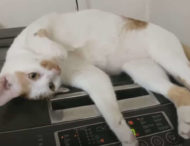 Кошка устроила себе релакс на стиральной машине