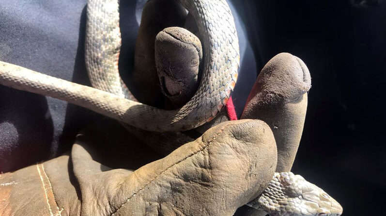 На Дніпропетровщині у дворі багатоповерхівки виявили непроханого «гостя» (Фото) На Дніпропетровщині у дворі багатоповерхівки виявили непроханого «гостя» (Фото)