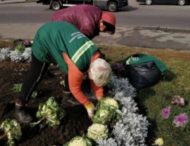 Коммунальщики озеленили клумбы в Киеве с помощью капусты