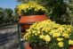 Дніпропетровщина уквітчується хризантемами (Фото)