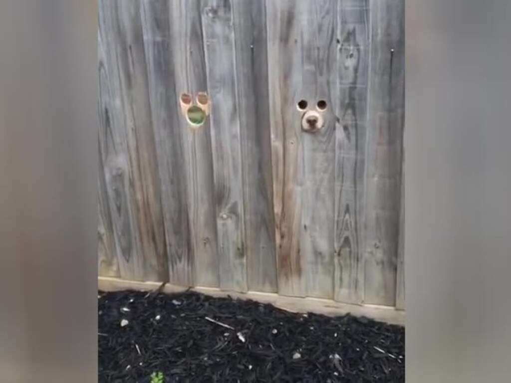 Вот как должны выглядеть настоящие сторожевые псы Вот как должны выглядеть настоящие сторожевые псы