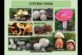Як запобігти отруєнню грибами