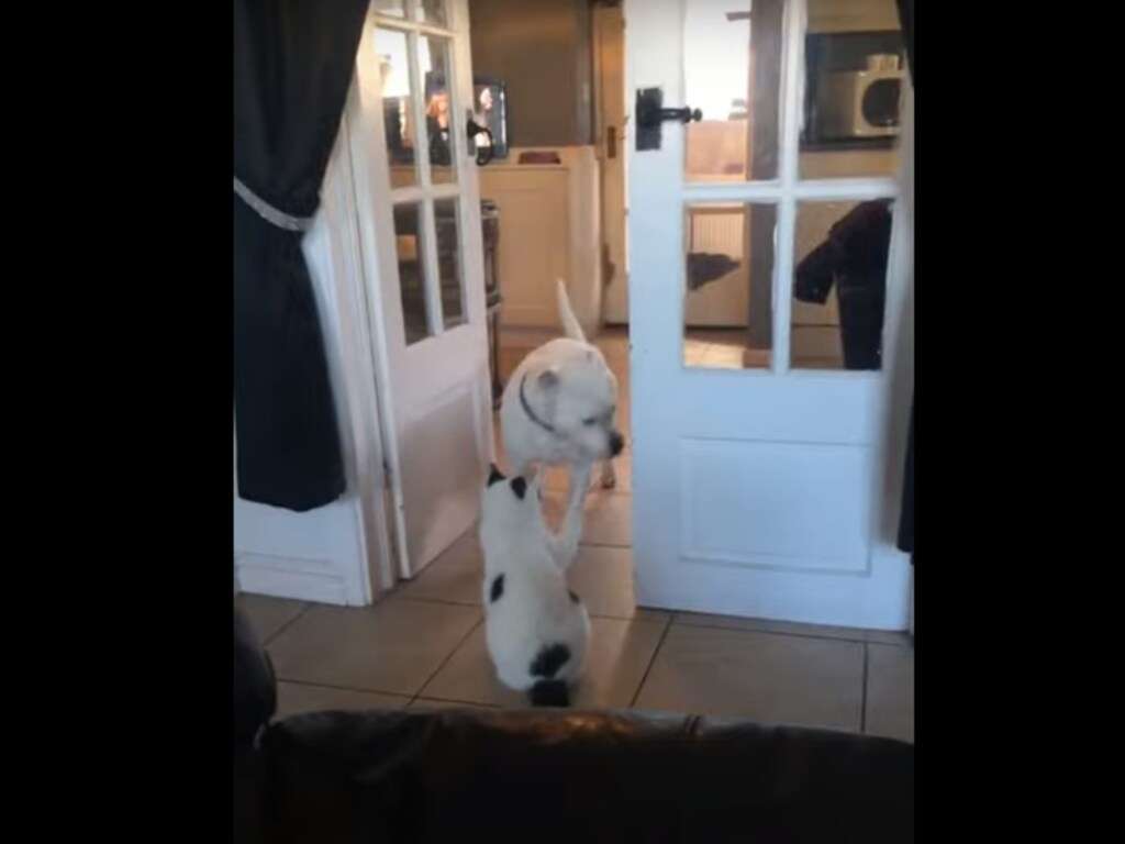 Кошка запугала огромного пса Кошка запугала огромного пса