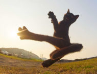 Японский фотограф обнаружил котов-ниндзя